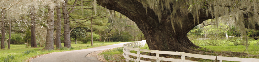 Charleston Real Estate Guide
